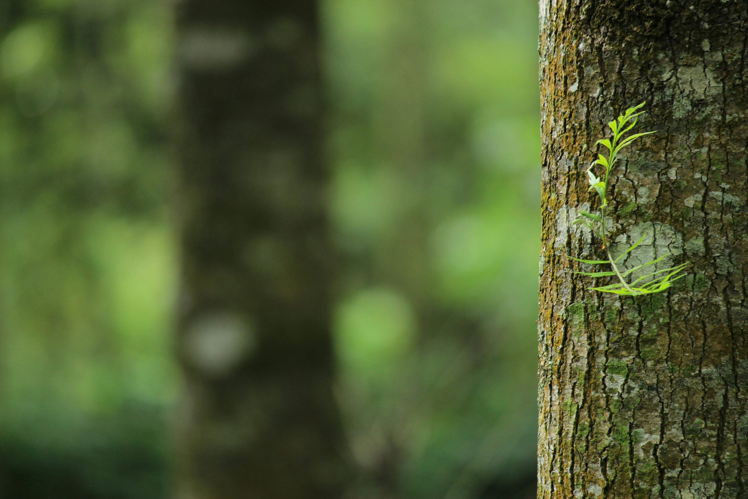 Growth and restoration through yoga therapy