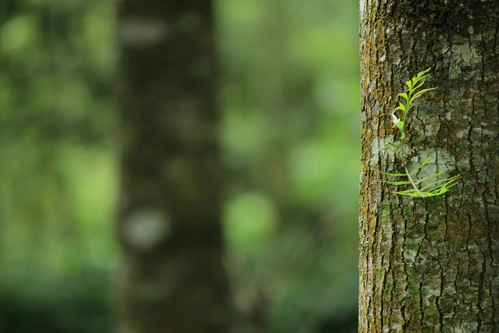 Growth and restoration through yoga therapy